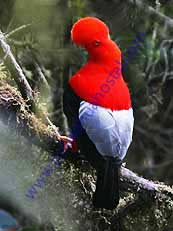 Andean-Cock-of-the-Rock