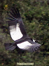 Andean-Condor_Vultur-gryphus
