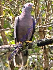 Band-tailed_Pigeon