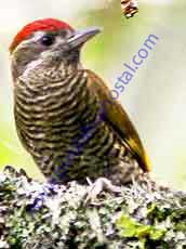 Bar-bellied -Woodpecker