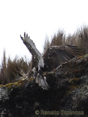 Black-and-chestnut Eagle