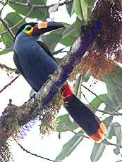 Plate-billed-Mountain Toucan