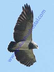 Black-chested-Buzzard-Eagle