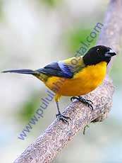 Black-chinned_Mountain_Tanager