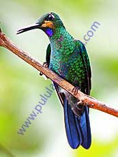 Green-crowned -Brilliant