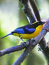 Blue-Winged-Mountain-Tanager