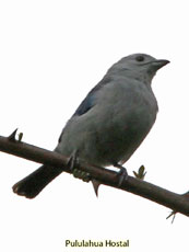 Blue and Gray Tanager