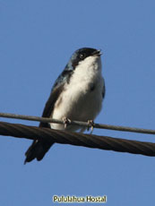 Blue-and-white Swalow