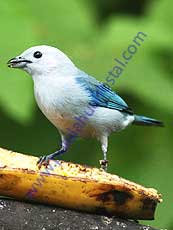 Blue-gray-Tanager