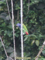 Blue-headed Parrot - Pionnus menstruus