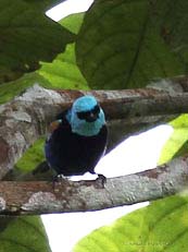 Blue-neck Tanager