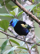 Blue-necked-Tanager