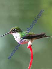 Booted-Racket-tail_Female