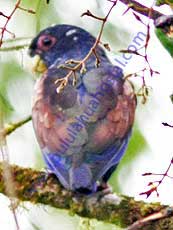 Bronze-winged-Parrot