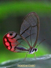 Clearwinged Butterfly
