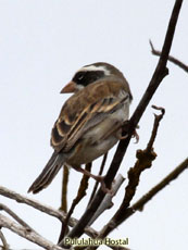 Collared Warbling Finch - Female