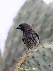 Common Cactus-Finch_Geospiza scandens 
