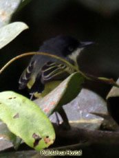 Common Tody-flycatcher