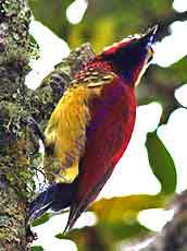 Creimson-mantled-Woodpecker