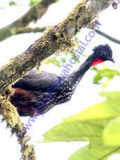 Crested-Guan.
