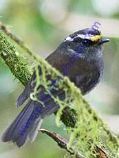 Crowned_Chat_Tyrant