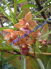 Epidendrum diothonaeoide