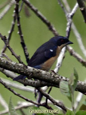 Fawn-breated tanager