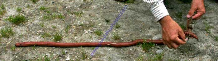 Giant Earthworm Mindo Loma