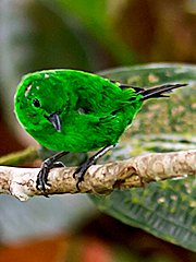 Glistening-green-Tanager_003600