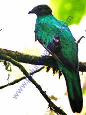 Golden-headed-Quetzal