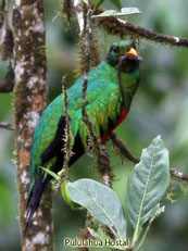 Golden-headed Quetzal_Pharomachrus auriceps