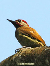 Golden-olive Woodpecker_Piculus rubiginosus