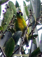 Green-and-Gold Tanager - Tangara schrankii
