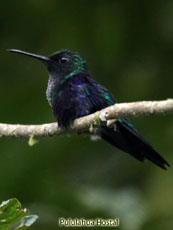 Green-crowned Woodnymph - Juvenile