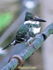 Green Kingfisher Female