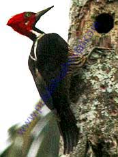 Guayaquil-Woodpecker