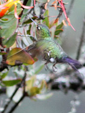 Hummingbird SP