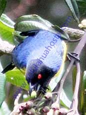 Hooded_Mountain_Tanager