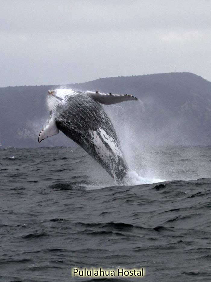 Humpback Whale Jump