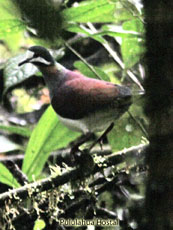 Indigo-crowned-Quail-Dove_Geotrygon-purpurata
