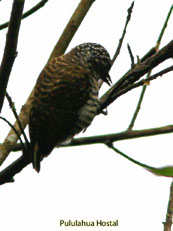 Lafresnayes Piculet - Picumnus lafresnayi