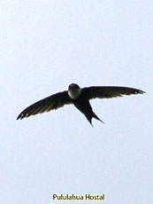 Lesser-swallow-tailed Swift