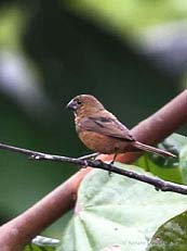Lesser Seed-Finch