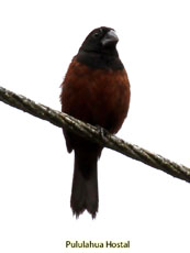 Lesser Seed-Finch
