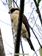 Loughing Falcon