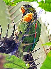 Maroon-tailed Parakeet