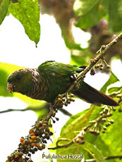 Maroon-tailed-Parakeet_Pyrrhura-melanura