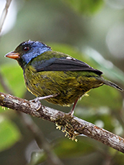 Mosback-Tanager_8571