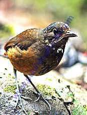 Moustached Antpitta.