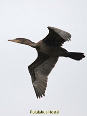 Neotropical Cormorant